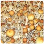 Псилоцибиновые (галлюциногенные)  грибы Psilocybin "Golden Teacher" в Геленджике